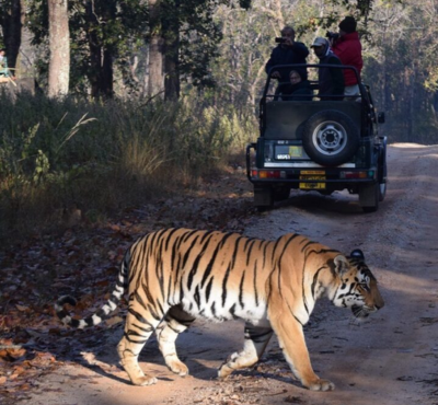 Central India Safari Adventure	