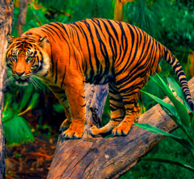 Corbett Wildlife Tour 