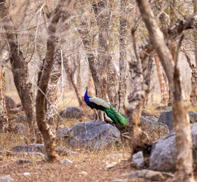 India Wildlife Delights